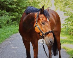 dressage horse Quientin (Austrian Warmblood, 2008, from Quite Easy I)