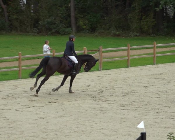 Reitturnier Westergellersen 2021