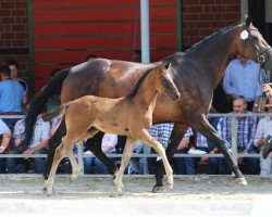 broodmare Havanna (Hanoverian, 2007, from Hotline)