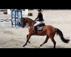 Springpferd Alf 337 (Westfale, 2015, von Amantinus Dream)