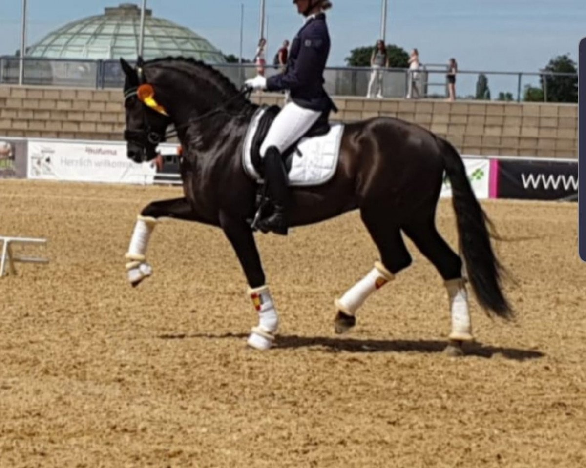 dressage horse Yuan Yet (Pura Raza Espanola (PRE), 2013, from Persiles Yet)