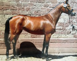 dressage horse Hélène (Trakehner, 2010, from Cadeau)