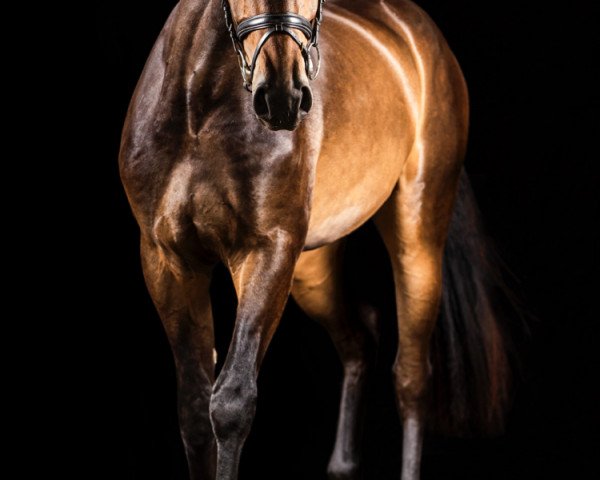 Springpferd Marconoor (Koninklijk Warmbloed Paardenstamboek Nederland (KWPN), 2017, von Cohinoor VDL)