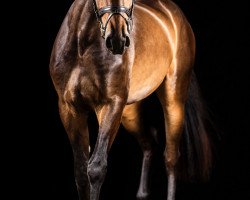 jumper Marconoor (KWPN (Royal Dutch Sporthorse), 2017, from Cohinoor VDL)