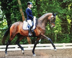 dressage horse Ulugbek (Trakehner, 2010, from Cadeau)