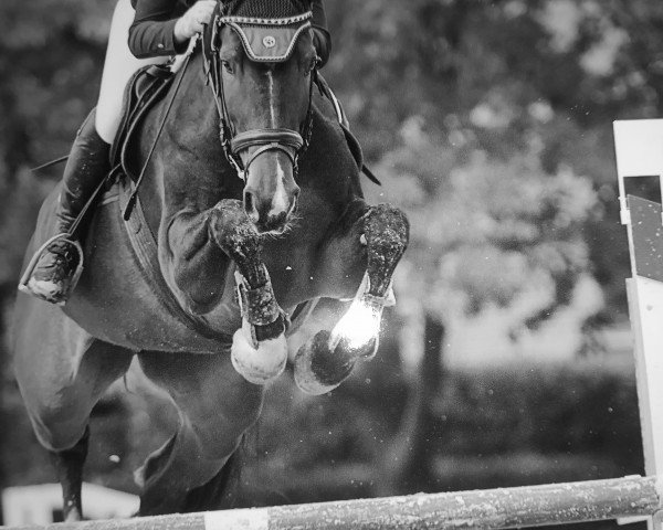 jumper Cinderella 648 (German Sport Horse, 2010, from Callado 2)