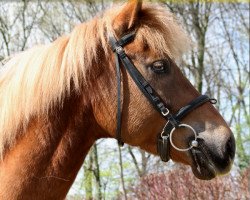 dressage horse MC Comic (Haflinger Mix, 2007, from Much O Vision)