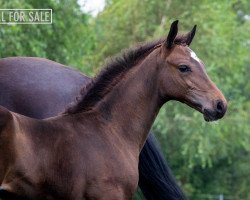 Springpferd Christo Z (Zangersheide Reitpferd, 2020, von Classic Orange Z)