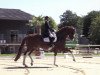 dressage horse Quiet Hero 3 (Hanoverian, 2012, from Quasar de Charry)