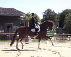 dressage horse Quiet Hero 3 (Hanoverian, 2012, from Quasar de Charry)