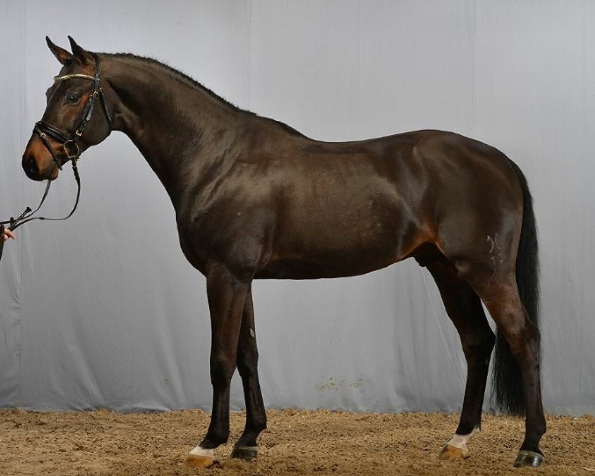 Deckhengst Copyright 17 (Hannoveraner, 2009, von Monte Bellini)