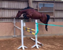 broodmare Gem's Greta (Hanoverian, 2013, from Gem of India)