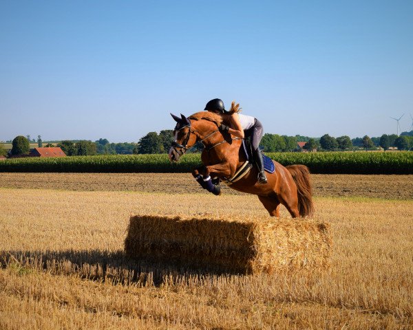 broodmare Lillifee 103 (German Riding Pony, 2007, from Losander)