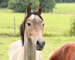 dressage horse Don't forget me (German Riding Pony, 2018, from Dreidimensional AT NRW)