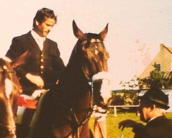 Pferd Mustang (Edles Warmblut, 1982, von Modus xx)