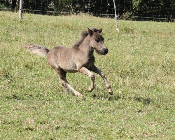 horse Kleiner Strolch (Shetland Pony, 2019, from Kronprinz van den Niederlanden)