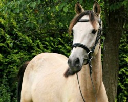 dressage horse Dirty Scamp (German Riding Pony, 2018, from D-Power AT)