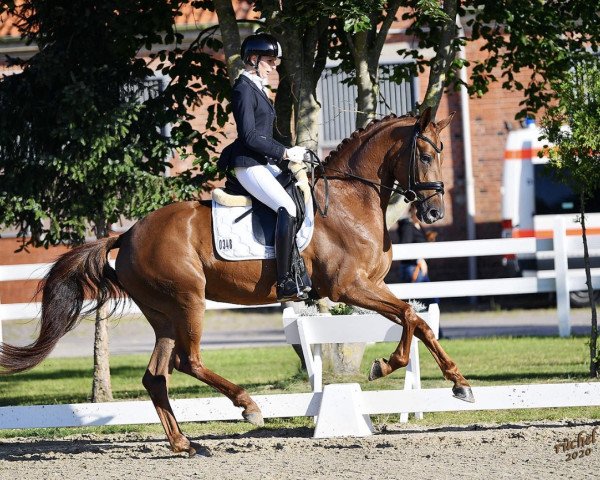 dressage horse Sweet Surprise M (Hanoverian, 2016, from Spörcken)