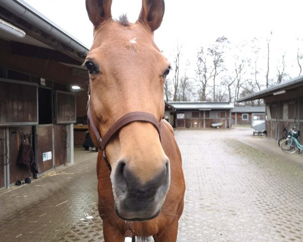 Pferd Anka 356 (KWPN (Niederländisches Warmblut), 2005, von Phin Phin)