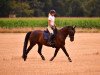 dressage horse Amant 28 (Polish Warmblood, 2012, from Huzar)