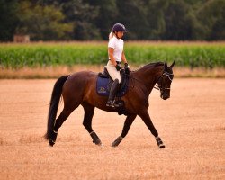 dressage horse Amant 28 (Polnisches Warmblut, 2012, from Huzar)