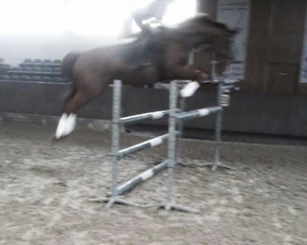 jumper Clerentis (Hessian Warmblood, 2004, from Cervantes)