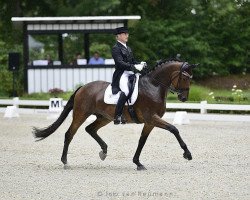 dressage horse TSF Cayenne RS (Trakehner, 2012, from Imperio 3)