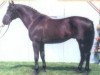 stallion Hódmezővásárhey Furioso-7 (Furioso, 1987, from Furioso XIII tm.)