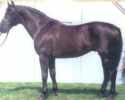 stallion Hódmezővásárhey Furioso-7 (Furioso, 1987, from Furioso XIII tm.)