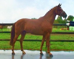 dressage horse Lenthano (Hanoverian, 2006, from Londonderry)