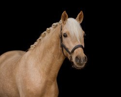 dressage horse Dream Date 5 (German Riding Pony, 2016, from Dating AT NRW)