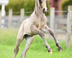 dressage horse Smokey Joe Black (German Riding Pony, 2020, from Jonker's Socrates)