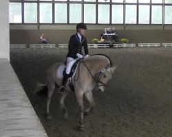 broodmare Sogneblakkens Marle (Fjord Horse, 2007, from Sogneblakken)