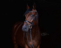 dressage horse Don Camillo AR (Hanoverian, 2015, from Don Frederico)