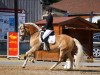 dressage horse Saphir (Haflinger, 2006, from Samarkand)