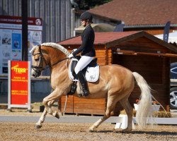 dressage horse Saphir (Haflinger, 2006, from Samarkand)