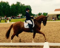 broodmare La Lumiere 3 (German Warmblood, 2010, from Laureus NRW)