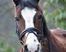 Springpferd Sindy 166 (Deutsches Reitpony, 2003, von Max)