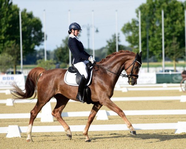 dressage horse Skydancer 4 (Oldenburg, 2013)