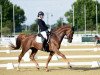 dressage horse Skydancer 4 (Oldenburg, 2013)