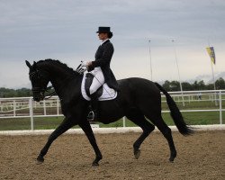 dressage horse Hawking (Oldenburg, 2008, from Hotline)