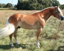 Deckhengst Nitrito Del Baldo - T (Aveligneser / Italienischer Haflinger, 2013, von Nepal - N)