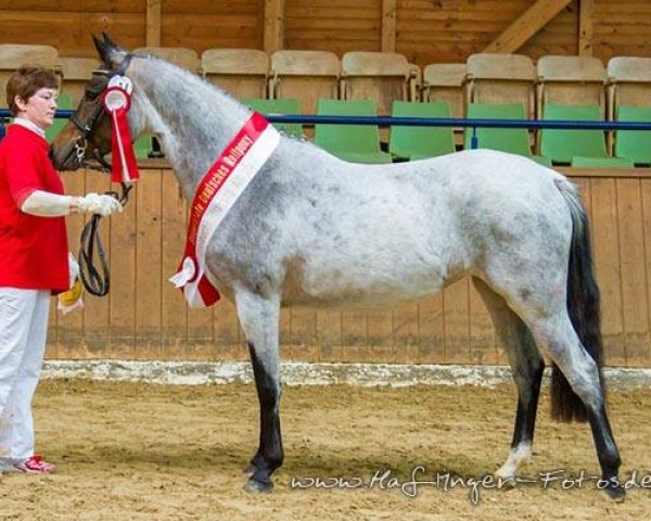 broodmare Santa Fee (German Riding Pony, 2010, from Santiago)