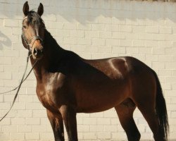 horse Lod Israel (Hanoverian, 2014, from Lomitas)