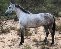 horse Estrella (Andalusier,  )