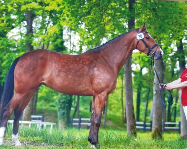 broodmare Hollis Argentina (Austrian Warmblood, 2011, from Cash and Carry)