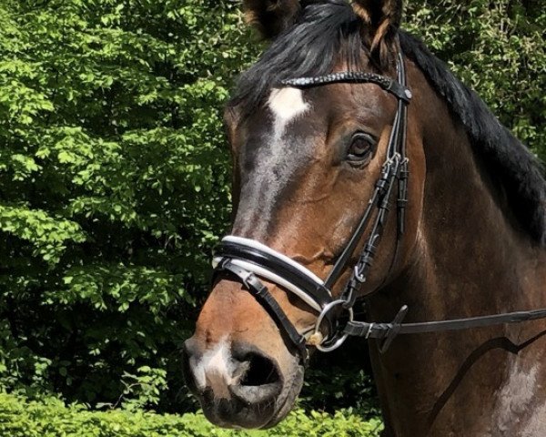 dressage horse Remington Steele 10 (Hanoverian, 2010, from Rascalino)