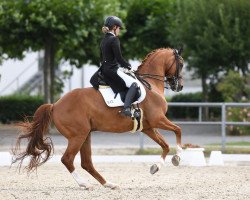 dressage horse Franz Von Fidertanz (Rhinelander, 2009, from Fidertanz)