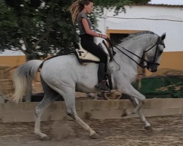 Pferd DIEGO (Cruzado, 2007)
