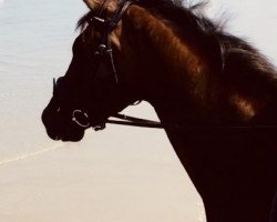 dressage horse Finlay (Oldenburg, 2014, from Fürstenball)